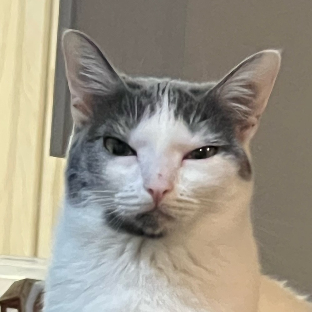 Meet your Posher, Stephanie! The cats name is Taffy and she does in fact judge.